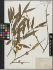 Foto von Salix acutifolia Willd.